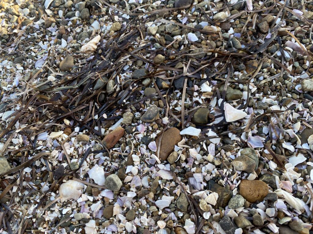 Blackpool Beach Crushed Shell