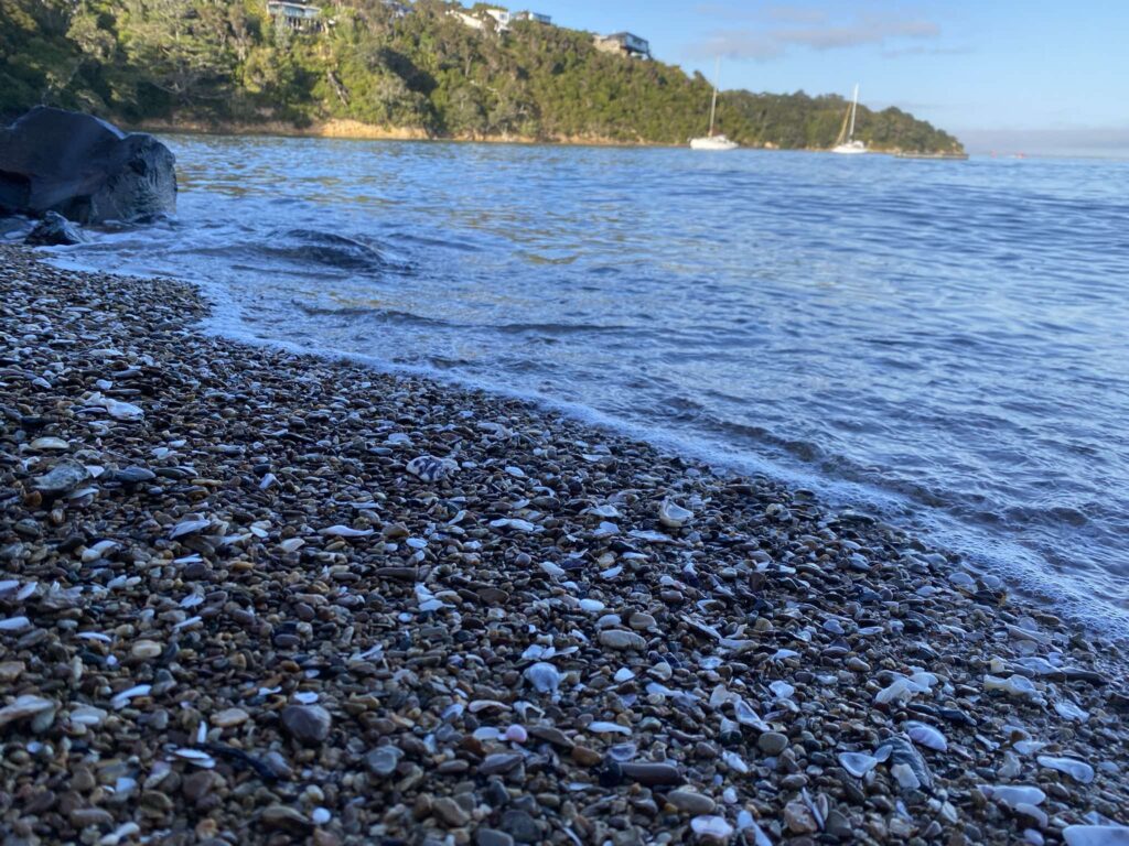 Picnic Bay Shoreline