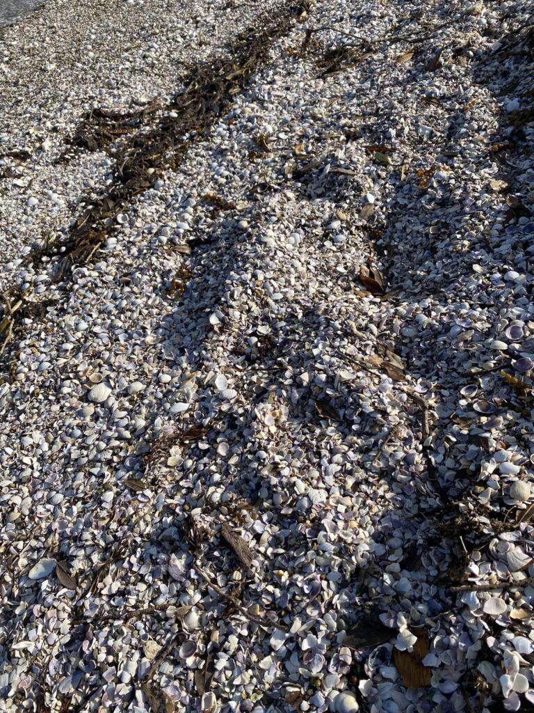 Shelly Beach Crushed Shell