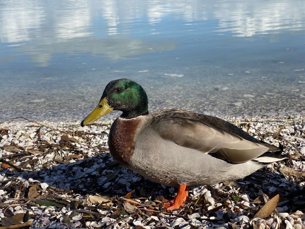 Shelly Beach Mallard Duck Visitor