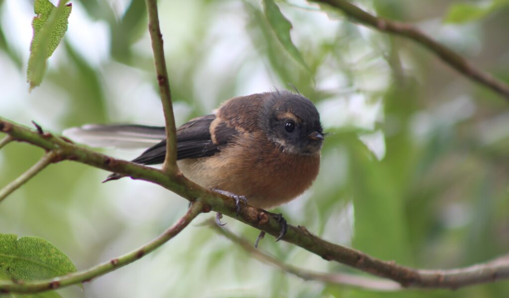 Fantail