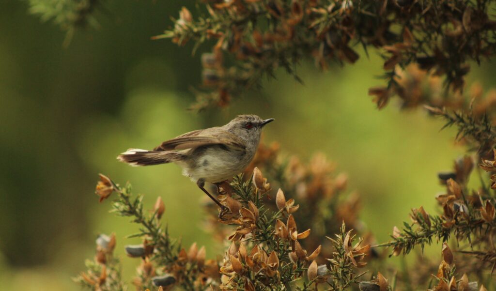 Grey Warbler