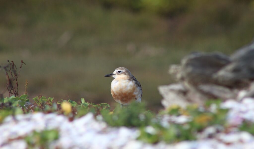 NZ Dotterel