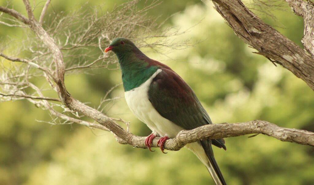 Wood Pigeon