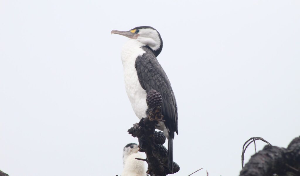 Pied Shag