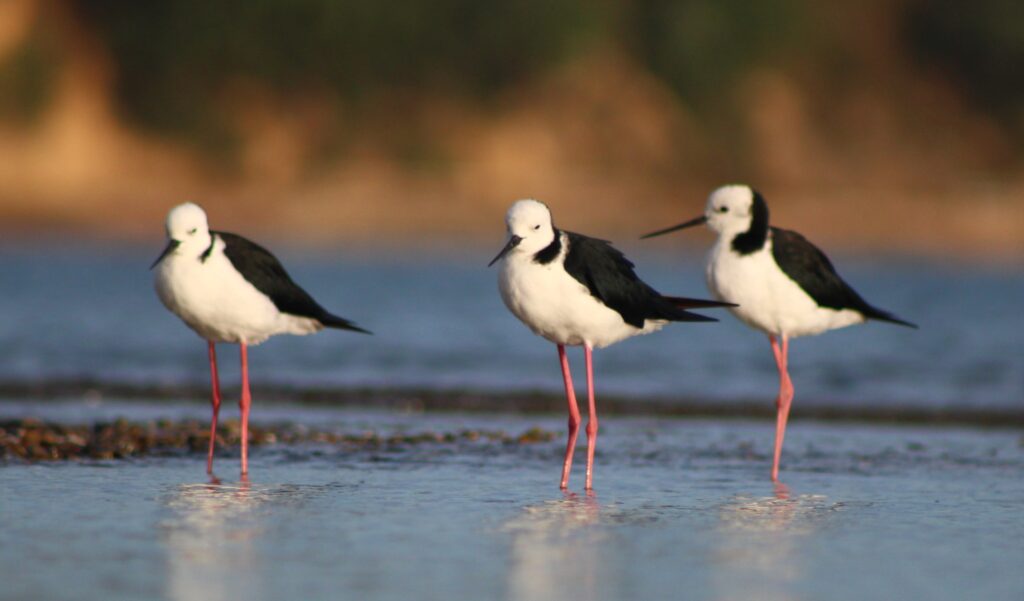 Pied Stilt