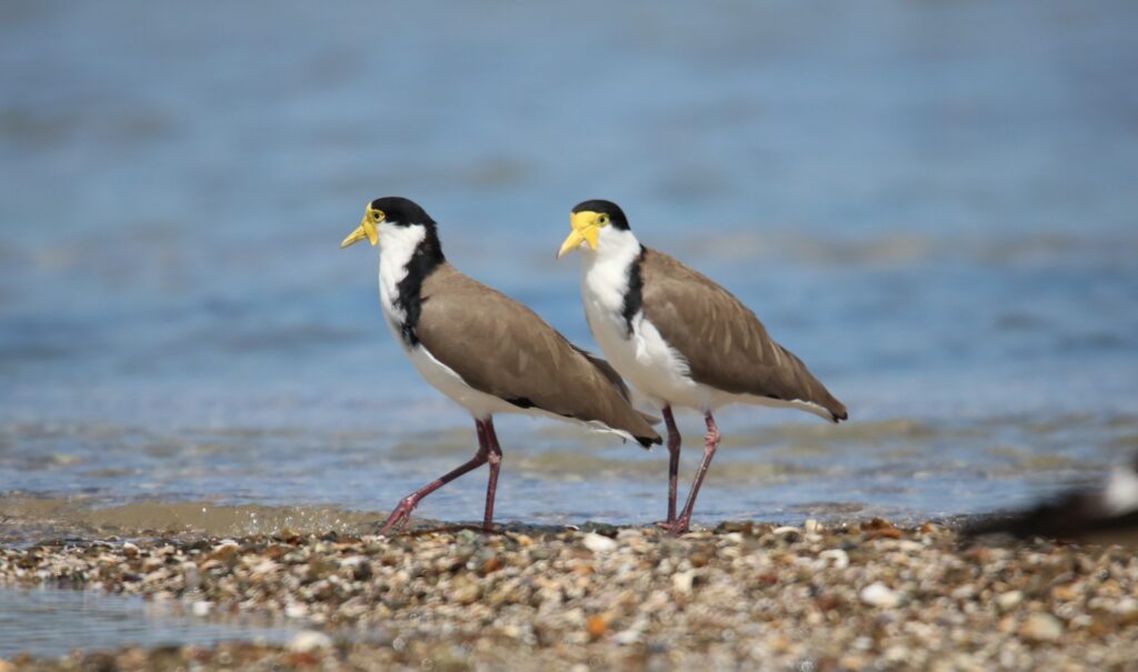 Spur-winged Plover