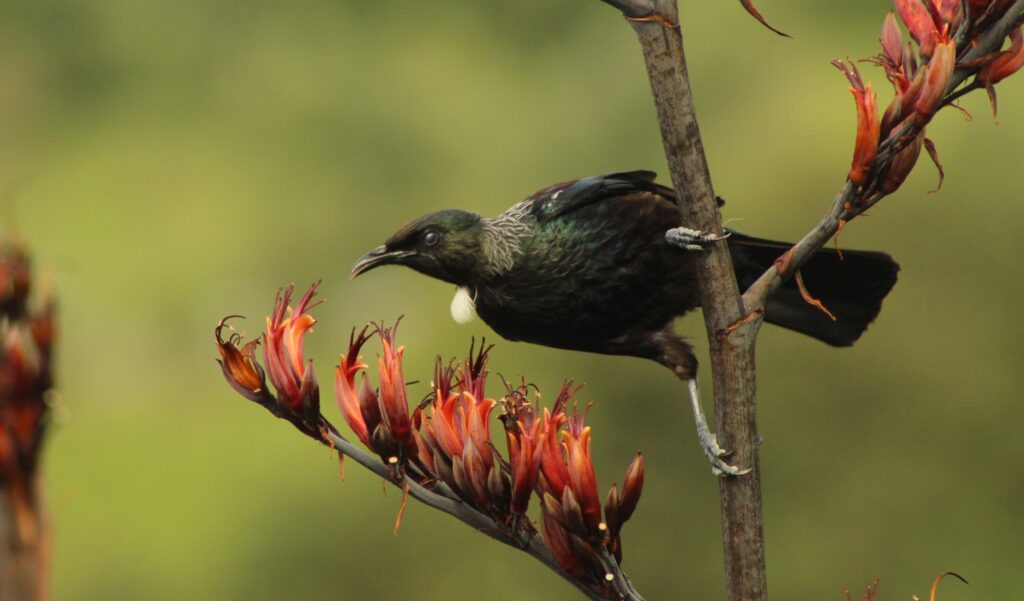 Tui