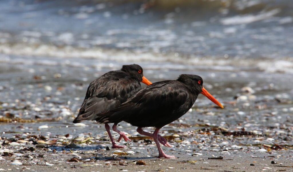 Variable Oyster Catcher