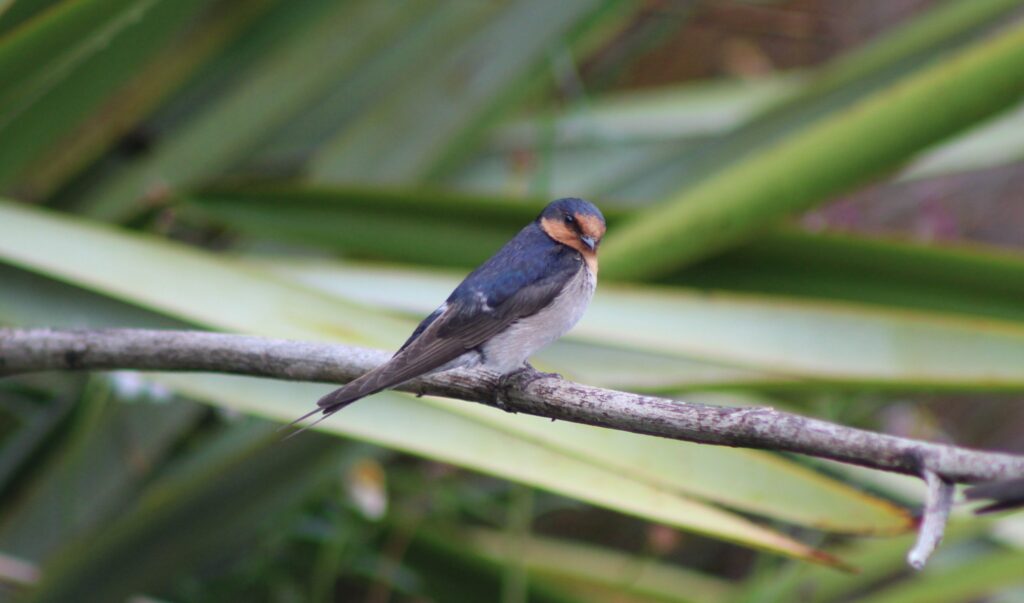 Welcome Swallow