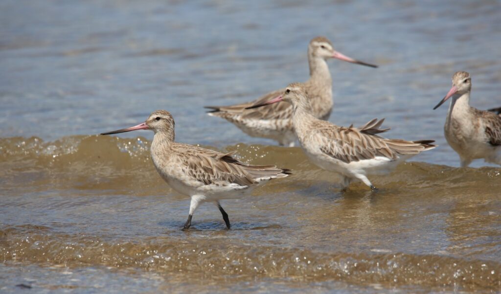 Bar-tailed Godwit